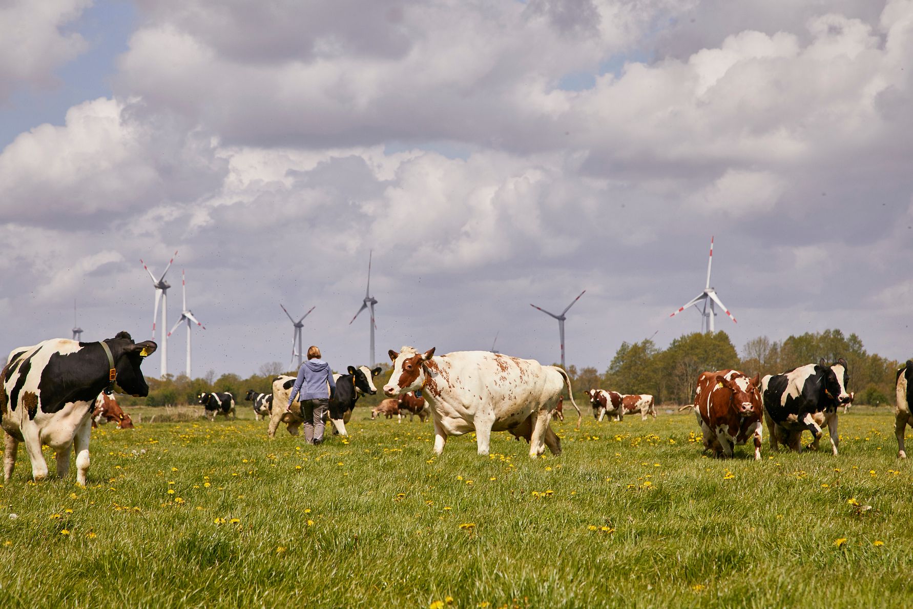 Nachhaltige Milchwirtschaft: Arla stellt jährlich bis zu 500 Mio. EUR für Klimaaktivitäten auf den Höfen bereit.