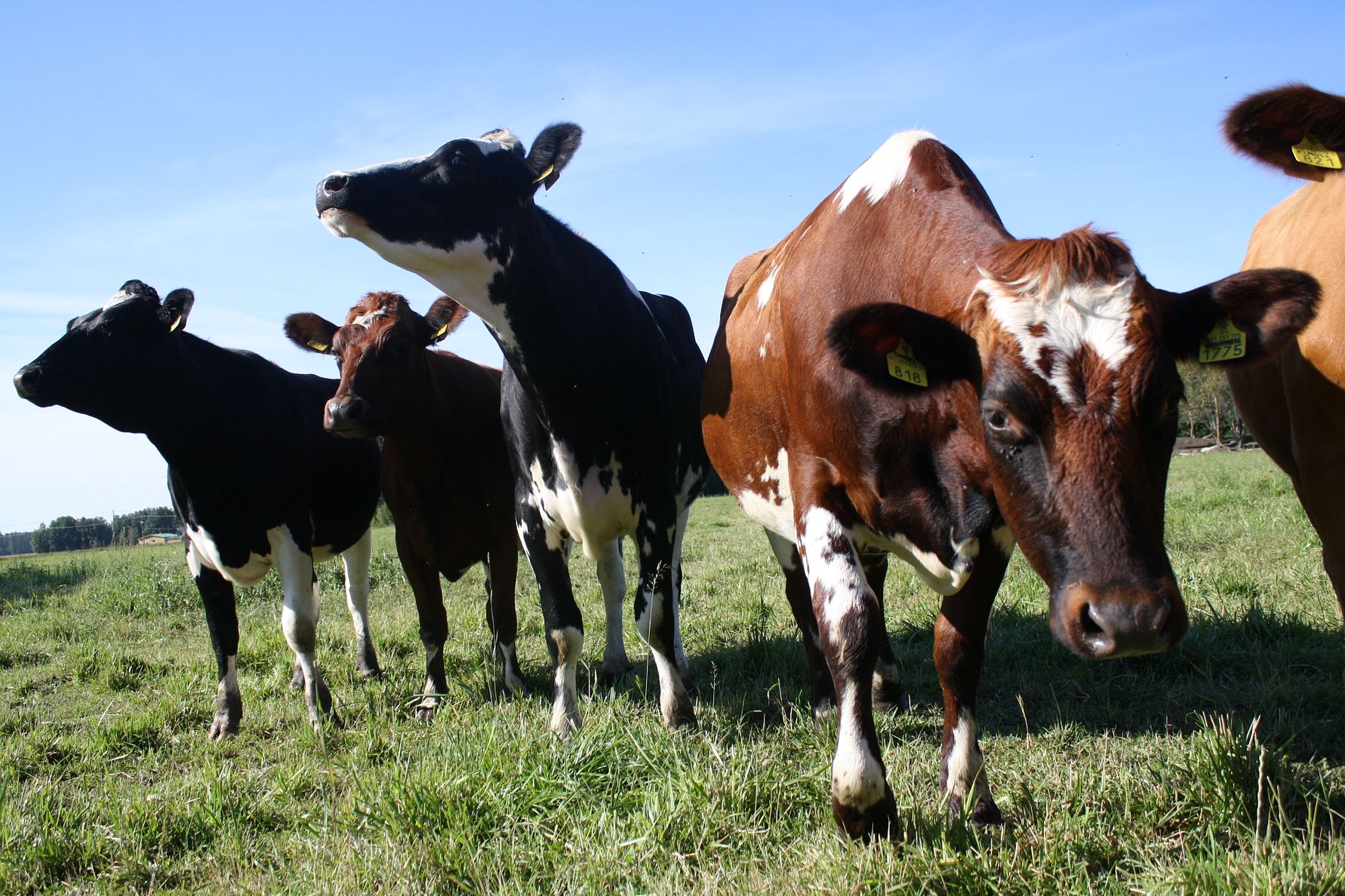 Arla lisää maidontuotannon läpinäkyvyyttä ja jatkaa ilmastokartoituksia