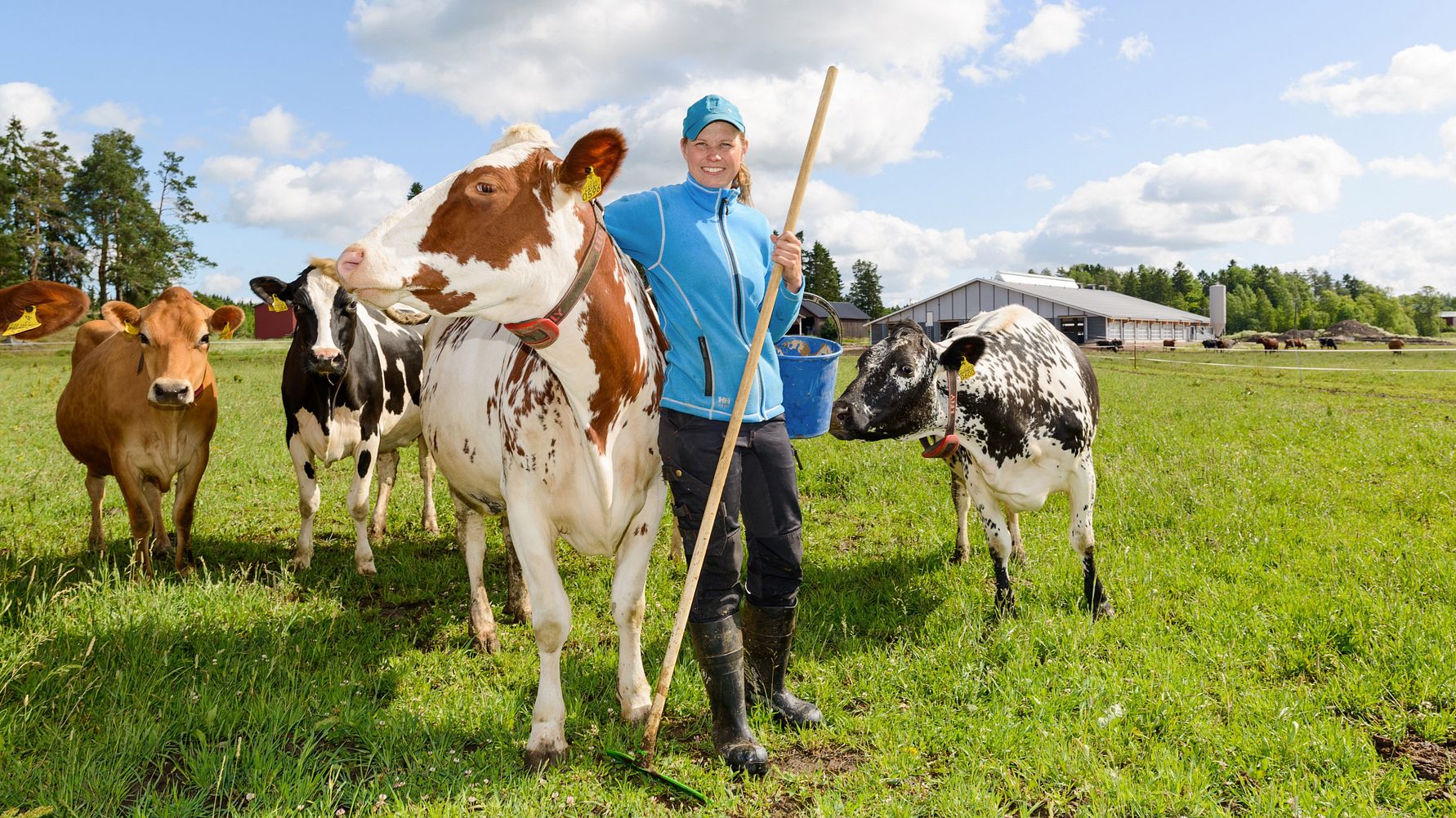 Arla toteutti laajan biodiversiteettiselvityksen maitotiloilla – laiduntaminen osoittautui superteoksi luonnon monimuotoisuudelle