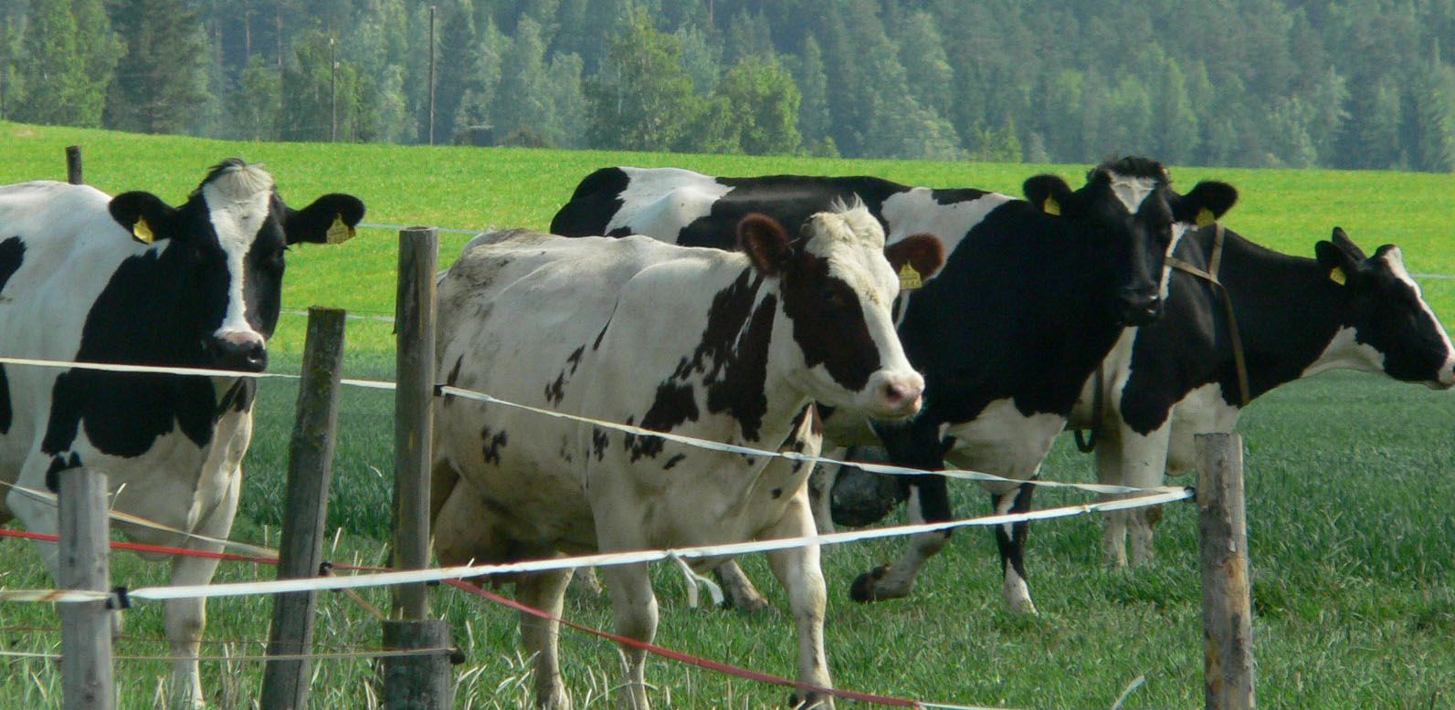 Arla Ingman nostaa maidon tuottajahintaa turvatakseen kotimaisen maidon saatavuuden