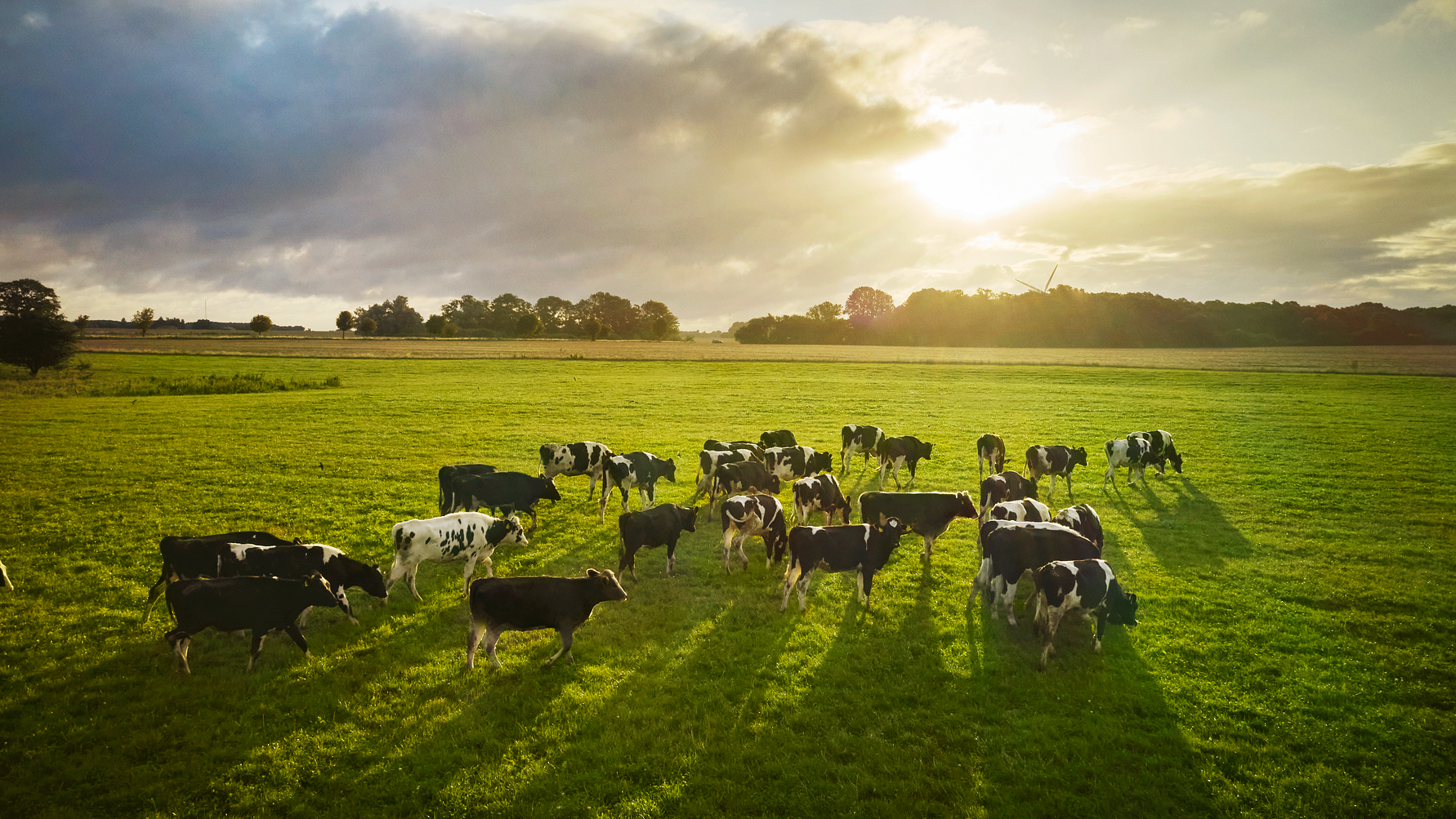 Arla lancerer nyt kundeprogram og accelererer  bæredygtighedsarbejdet på gårdene