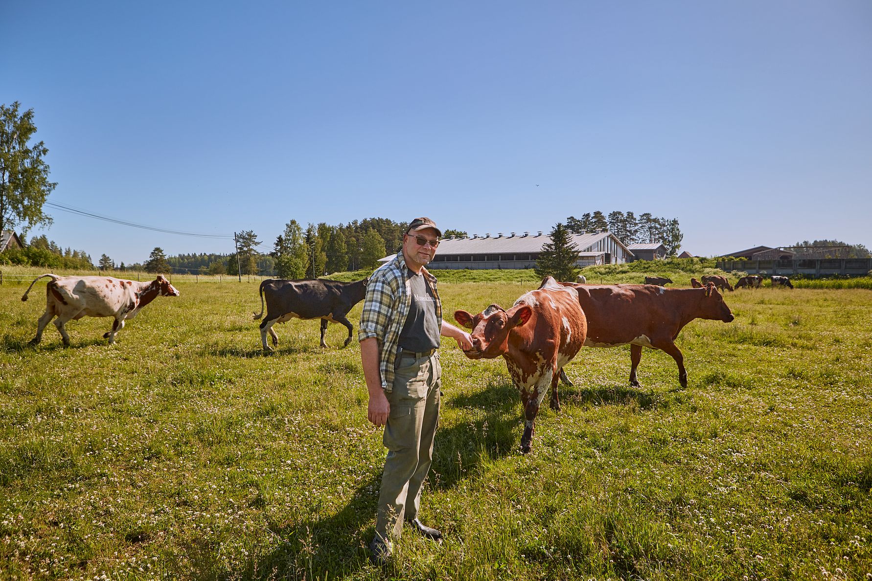 Arla tuo maitotölkkeihin lehmien hyvinvoinnista kertovan merkin