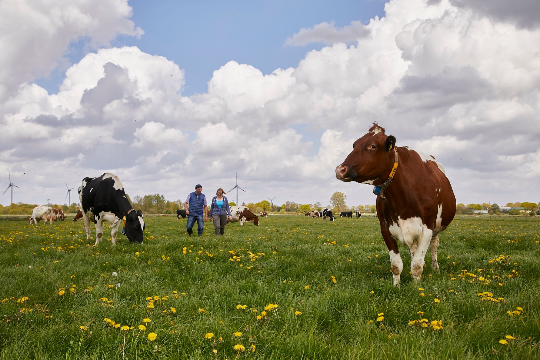 Mehr Geld für Landwirte: 264 Mio. Euro gehen an Arla Milchbauern - 1,75 Eurocent pro kg Milch Nachzahlung für 2020 