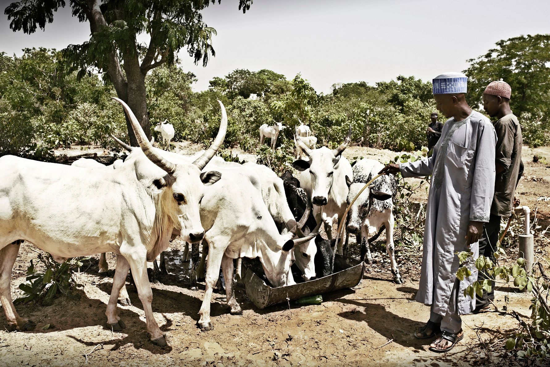 Arla verstärkt sein Engagement für die Entwicklung eines nachhaltigen Milchsektors in Nigeria