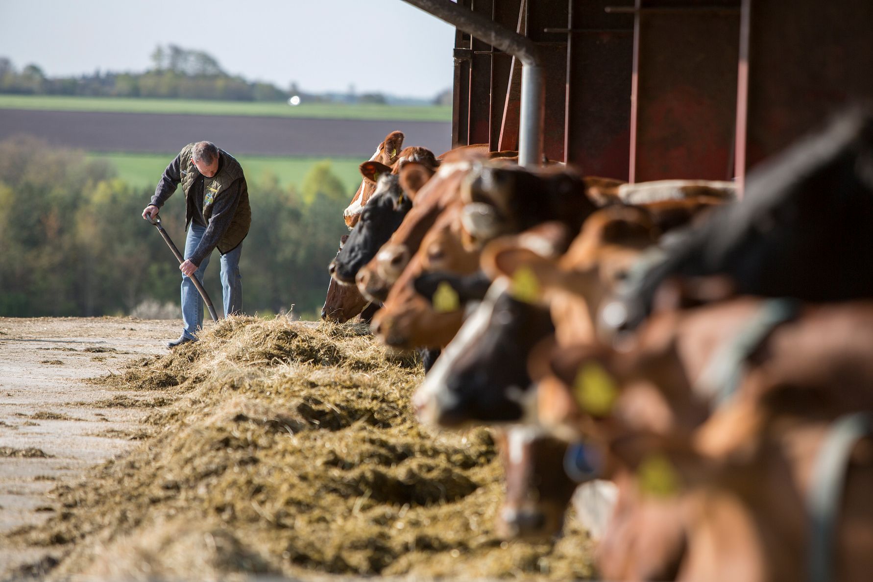Arla Foods und DSM starten groß angelegtes Pilotprojekt zur Senkung der Treibhausgasemissionen von Milchkühen
