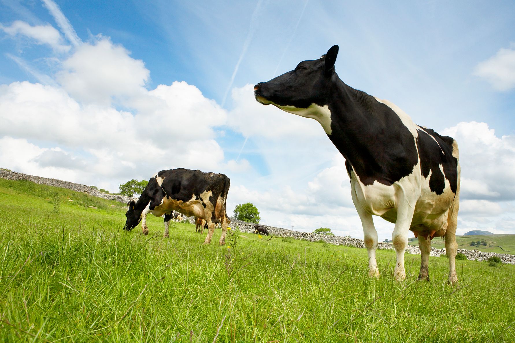 Arla Foods to further strengthen its cooperative status in the UK 