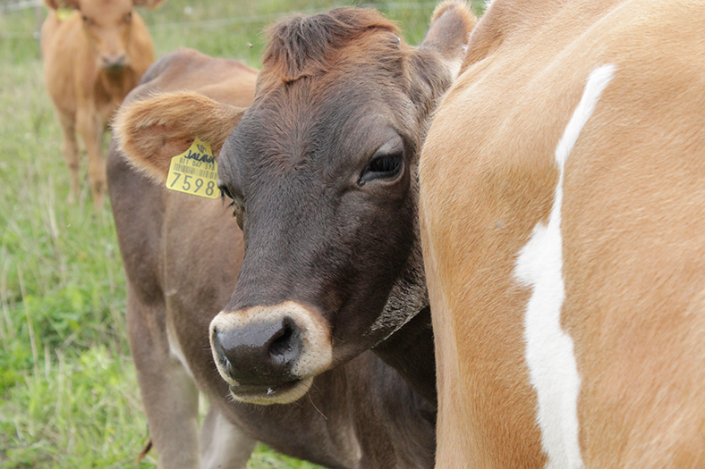 Arla Oy keskustelee maidontuottajiensa kanssa