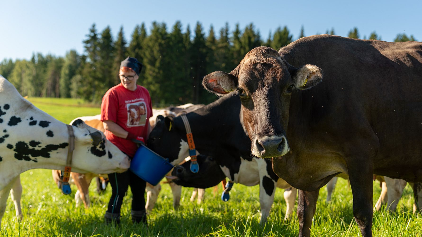 Kotimainen ruoantuotanto turvattava – Arla maksaa maidontuottajille jo 40 prosenttia viime vuotta enemmän