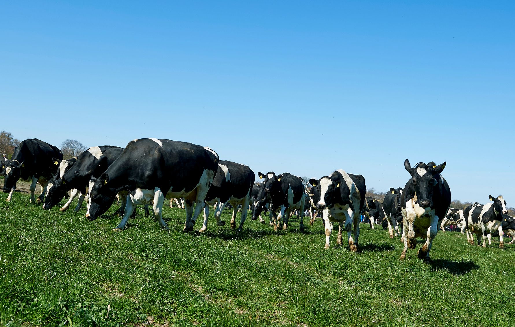 Arla ist bereit für neue Bio-Landwirte